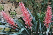 plant-with-amazing-flowers