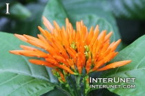 plant-with-beautiful-orange-flowers