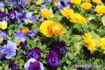 purple-and-yellow-flowers