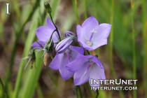 amazing-purple-flowers