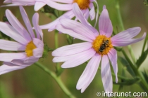 bee-on-purple-spring-flowers