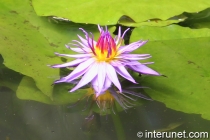 amazing-purple-water-lily