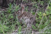 rabbit-in-the-bushes