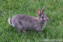 cute-rabbit