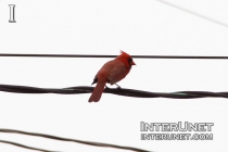 red-bird-on-wire