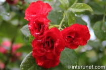 red-roses-after-rain