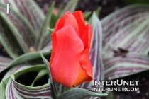 red-tulip
