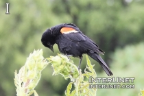 red-winged-blackbird-funny