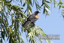 red-winged-blackbird-on-the-tree