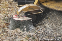removing-tree-stump