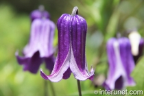 rooguchi-clematis-amazing-purple-flowers