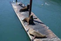 sea-lions-at-Pier-39-in-San-Francisco