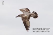 flying-seagull