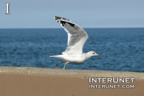 seagull-jumping-from-the-pier