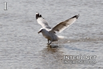 seagull-landing-on-the-lake