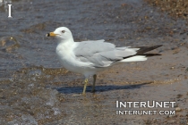 seagull-on-the-beach