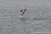 seagull-takes-off-on-the-lake