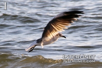 seagull-takes-off-from-water-speading-wings-wide