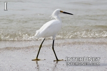 snowy-egret-bird