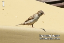 sparrow-preparing-for-a-jump