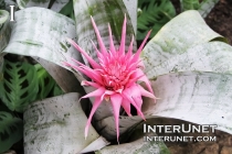 spiky-pink-flower