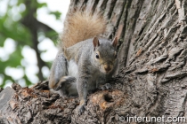 cute squirrel on the tree