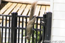 squirrel-in-vertical-position