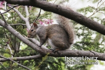squirrel-on-the-tree