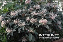 Starburst-Clerodendrum-Quadriloculare