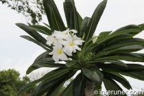 tree-with-huge-white-flowers