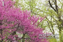 tree-with-amazing-pink-flowers