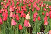 amazing-tulips