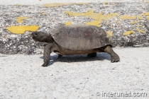 turtle-crossing-road