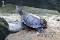 turtle-on-the-rock-in-the-pond