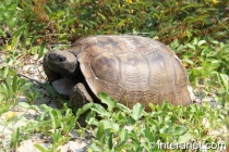 turtle-in-Amelia-island-Florida