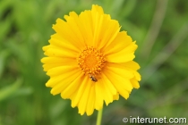 two-bees-on-yellow-flower