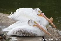 two-pelicans