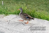 duck-is-walking-on-the-pier