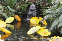 pond-with-waterfall