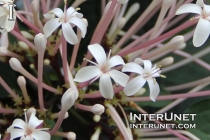 white flowers