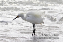 white-heron-in-the-water