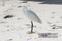 white-heron 