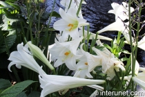 amazing-white-lilies