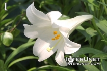 white-lily