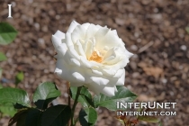 Rosa ‘Jactanic Moondance’ Floribunda Rose White