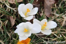 white-spring-flowers