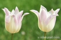 white-with-purple-shade-tulips