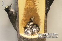 woodpecker-nest