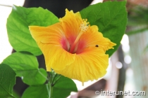 amazing yellow flower