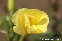 yellow-flower